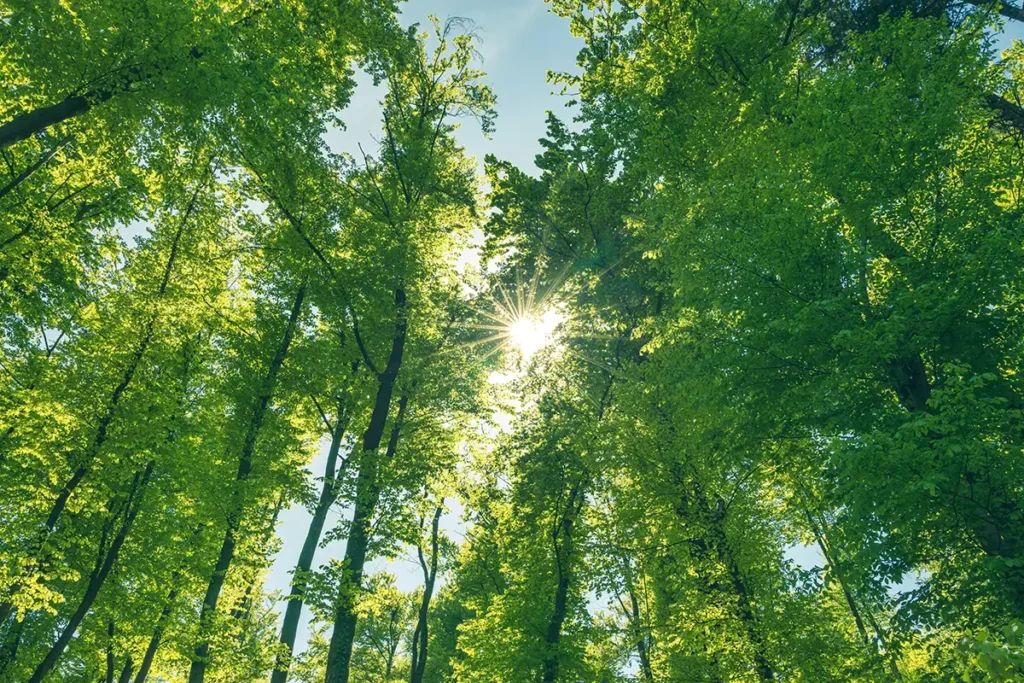 image of a forest and the sun